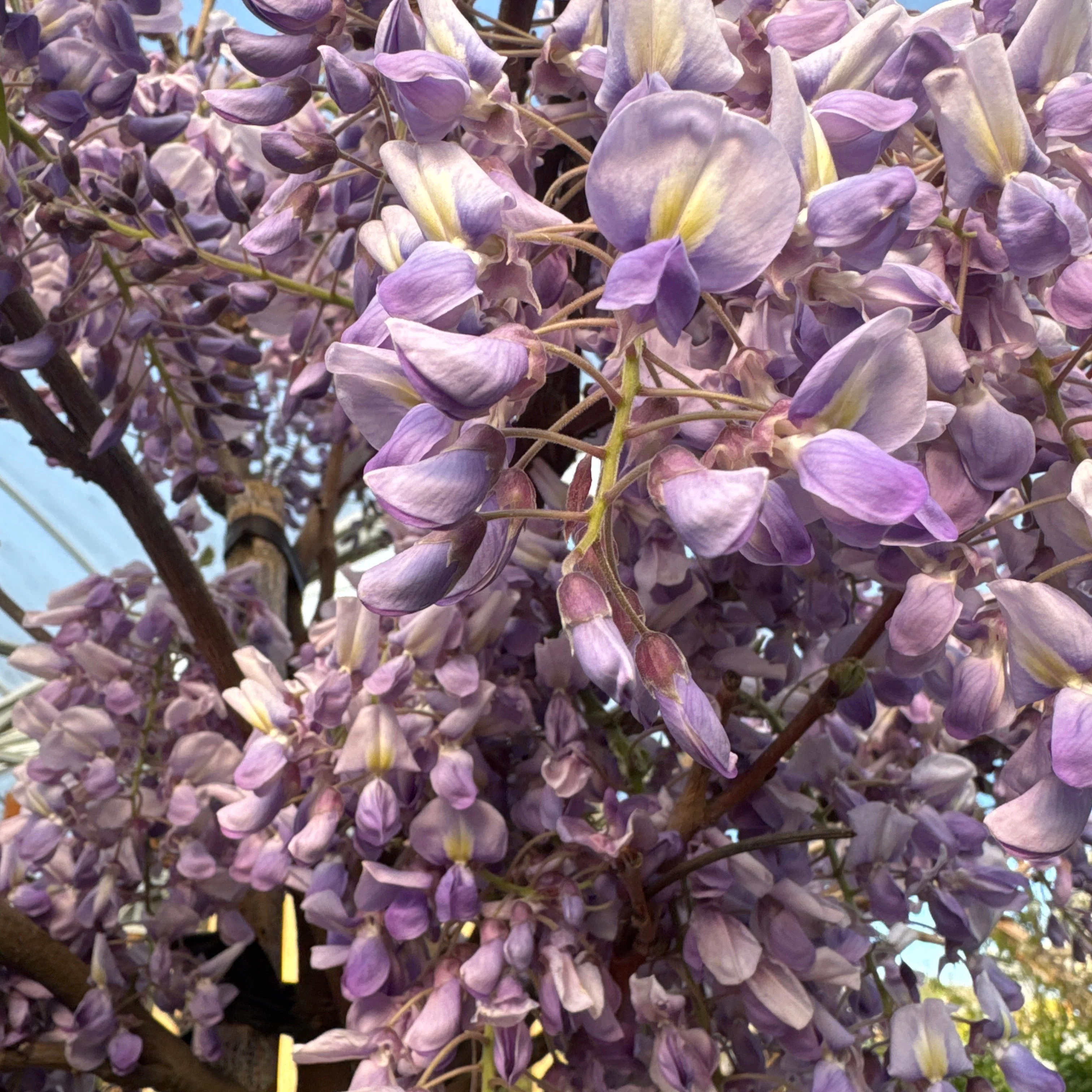 WISTERIA BRACH."GOLDEN KING" CLT 35 TRONCO 130 - 140 CM CIRC. TR. 08 - 10 CM 1/2 STD