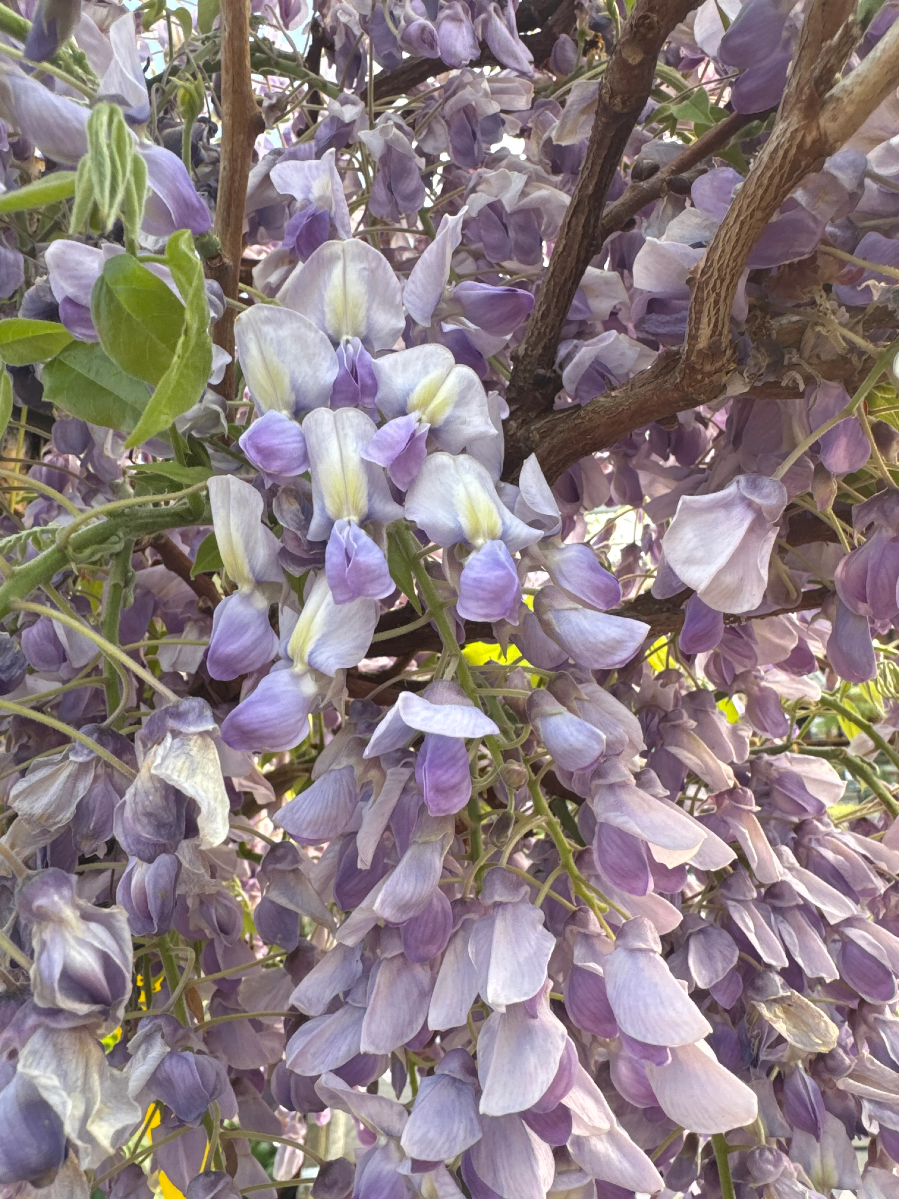 WISTERIA BRACH."GOLDEN KING" CLT 35 TRONCO 130 - 140 CM CIRC. TR. 08 - 10 CM 1/2 STD - Image 3