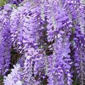WISTERIA BRACH.YOKOHAMA FUJI ZOLLA + CONT (CLT 35) TRONCO 130 - 140 CM CIRC. TR. 06 - 08 CM 1/2 STD