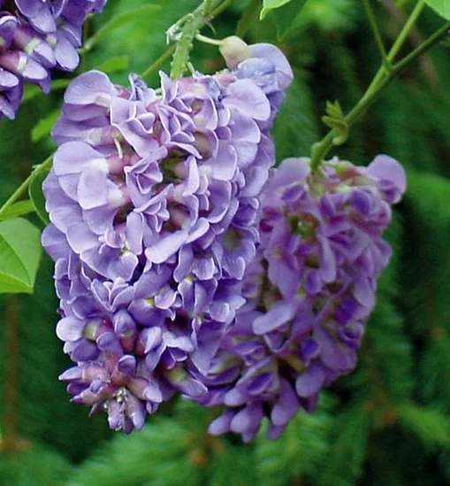 WISTERIA FRUT. AMETHYST FALLS 1/2 STD