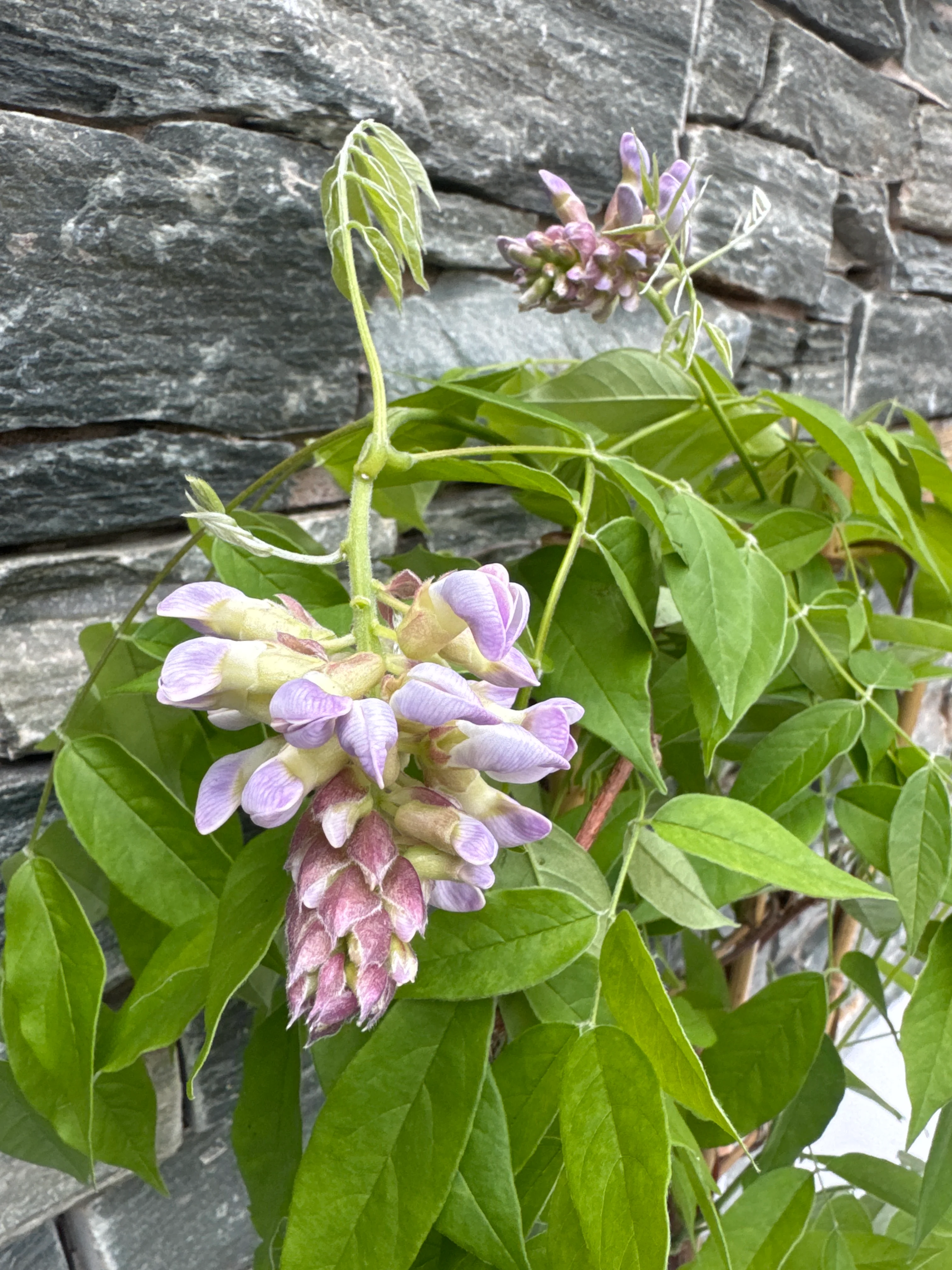 Wisteria frutes. Amethyst Falls pot 19 cm - Image 3
