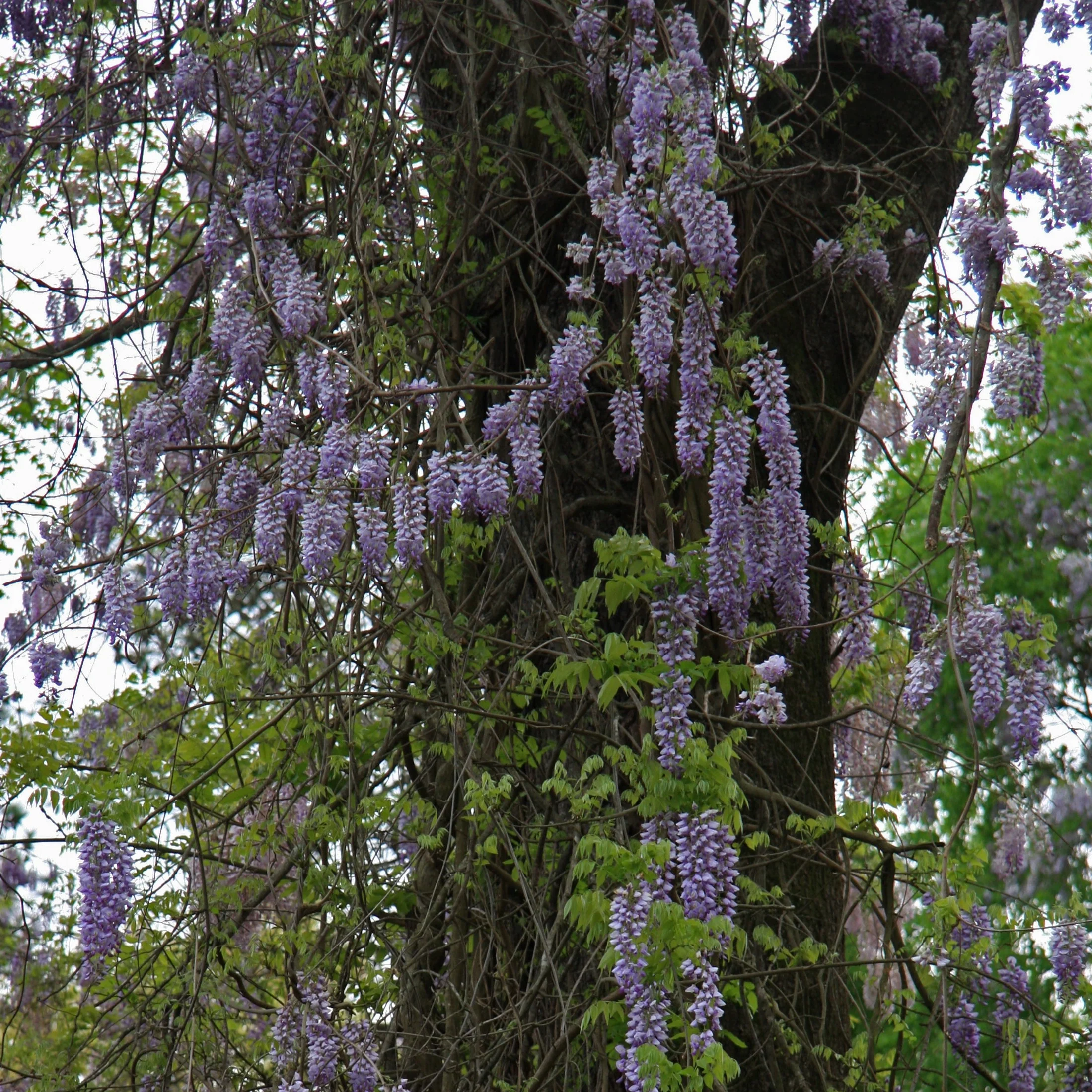 WISTERIA SPP. IN CVS (INN.) CLT 25 1/2 STD - Image 2