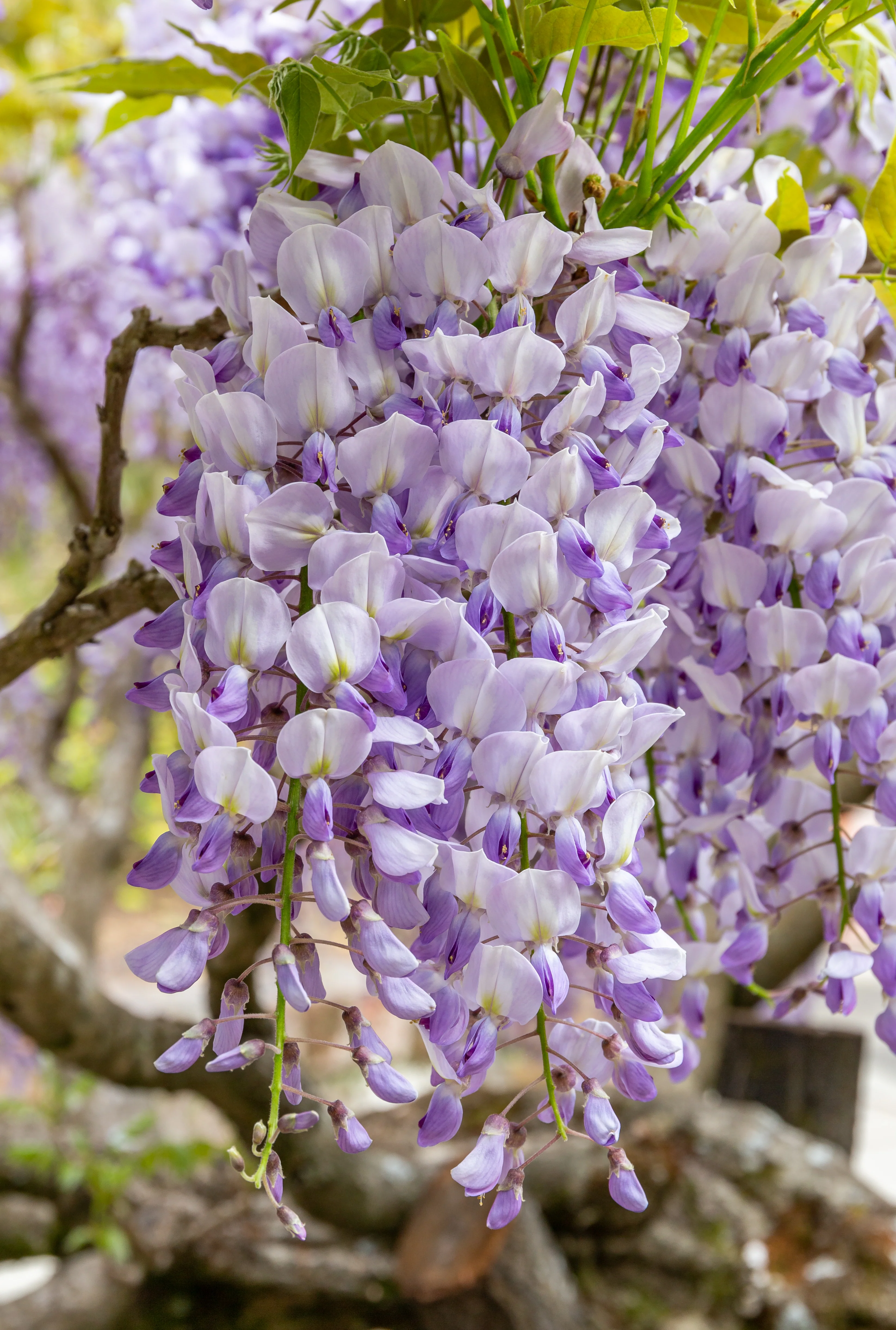 WISTERIA SPP. IN CVS (INN.) CLT 25 1/2 STD - Image 3