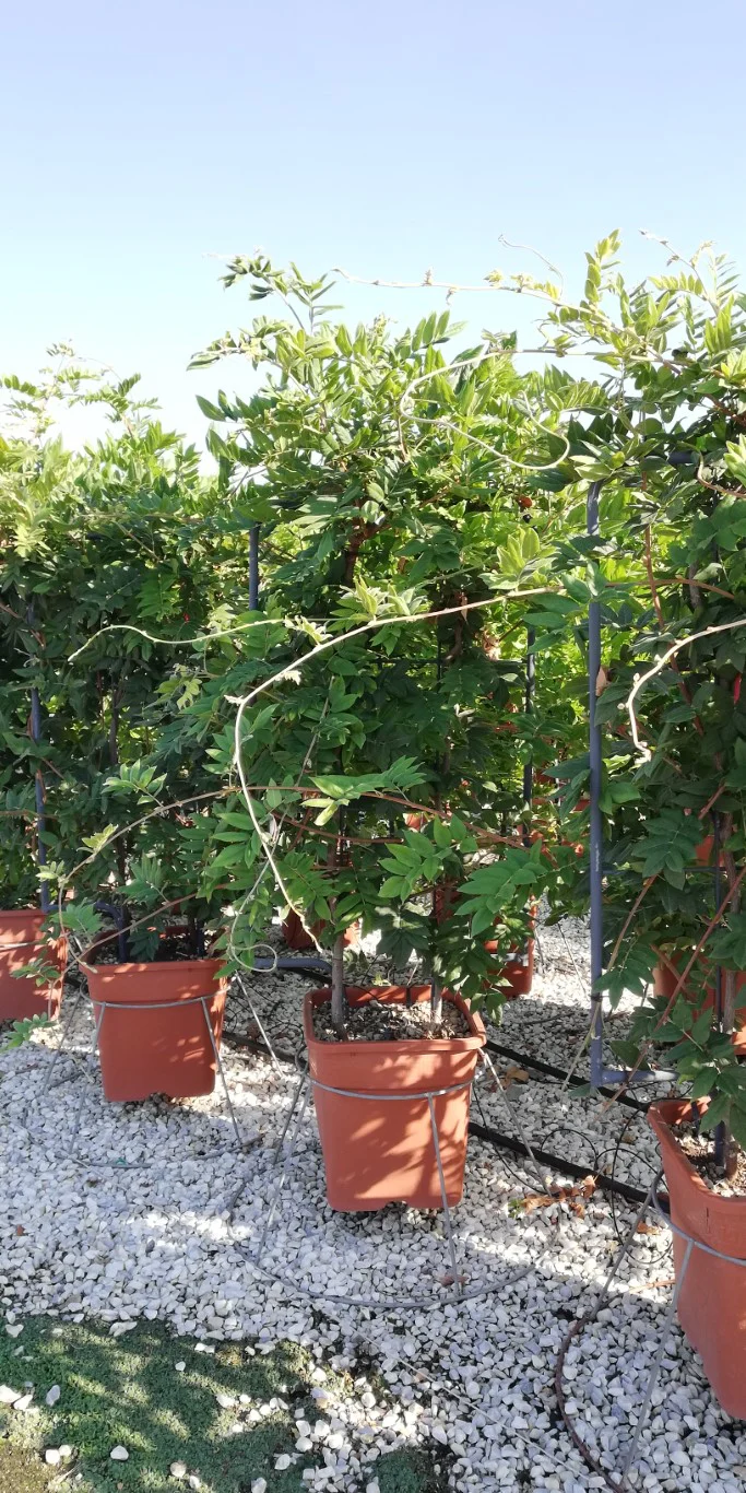 WISTERIA SPP. IN CVS (INN.) VQ LT. 25 SPALLIERA IN METALLO 90 X 55 CM