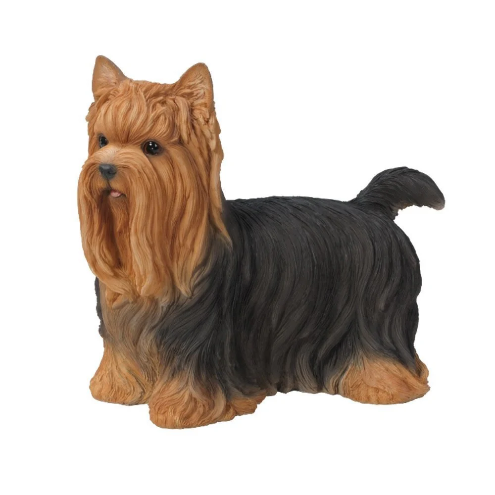 Yorkshire Terrier Female