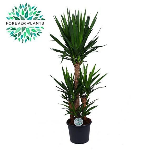 Yucca elephantipes P29, 90+45+20+45+20