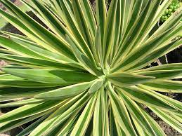 Yucca elephantipes P29, 90+45+20+45+20 - Image 2