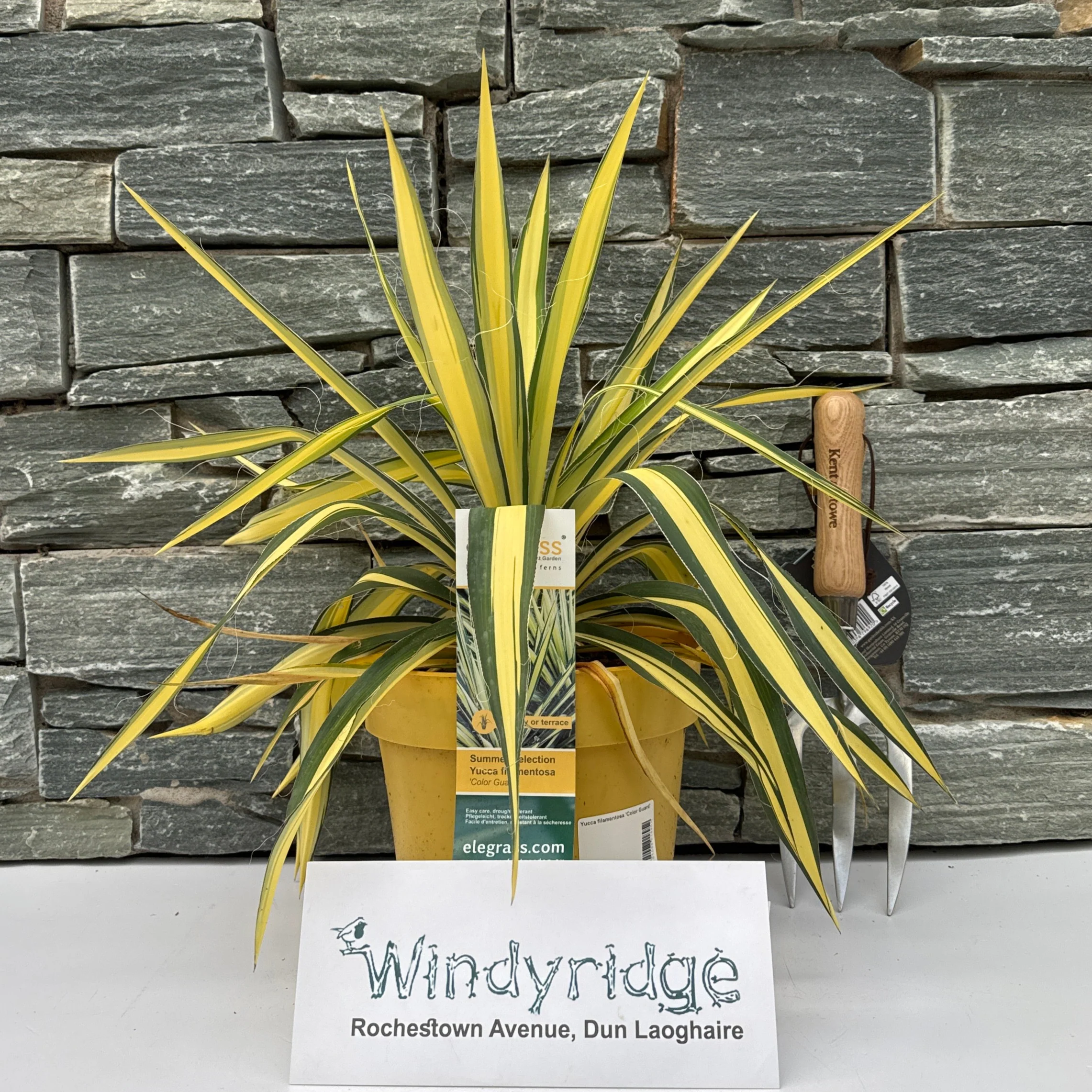 Yucca filamentosa Color Guard