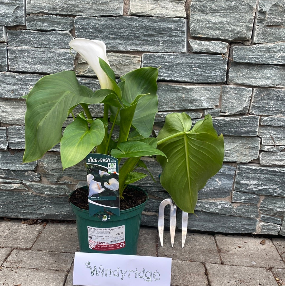 Zantedeschia aet. Snowwhite 3L - Image 3