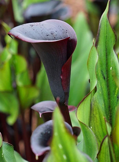 ZANTEDESCHIA MEMORIES