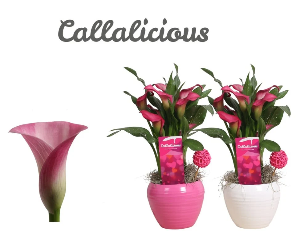 Zantedeschia pink 13 cm ceramic pot
